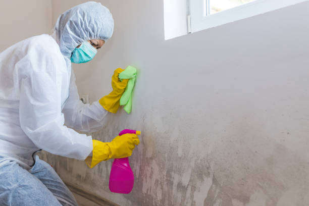 Best Mold Damage Restoration  in St Clair, MI