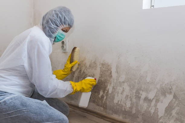 Best Mold Removal for HVAC Installations  in St Clair, MI