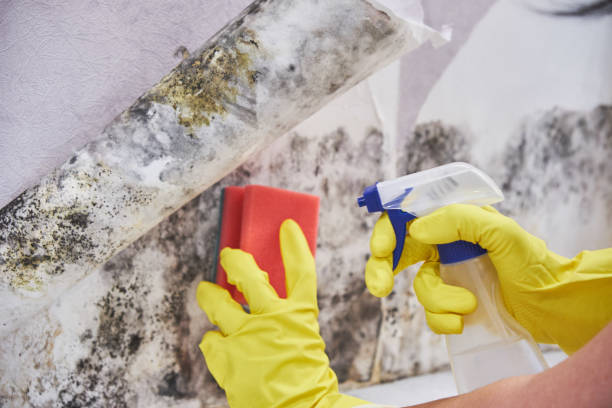 Best Mold Remediation for Healthcare Facilities  in St Clair, MI